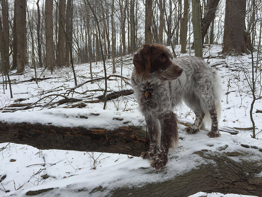 dog surveying the woods for squirrels